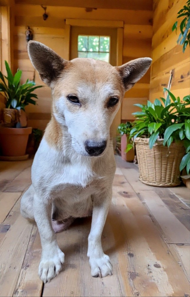 보호중 믹스견의 가…